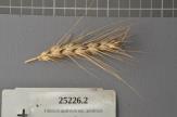 Click for 1 image(s) for this accession. Spike